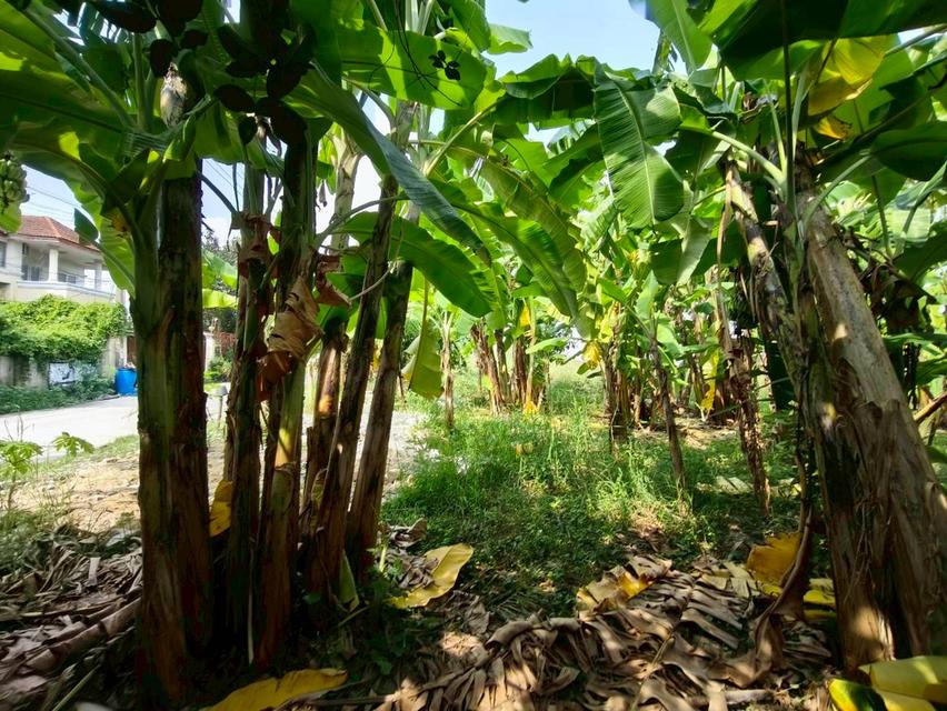 ที่ดินเปล่า เนื้อที่ 118 ตร.ว. ซอยนาวงประชาพัฒนา 9 ถนนนาวงประชาพัฒนา แขวงสีกัน เขตดอนเมือง กรุงเทพมหานคร 9