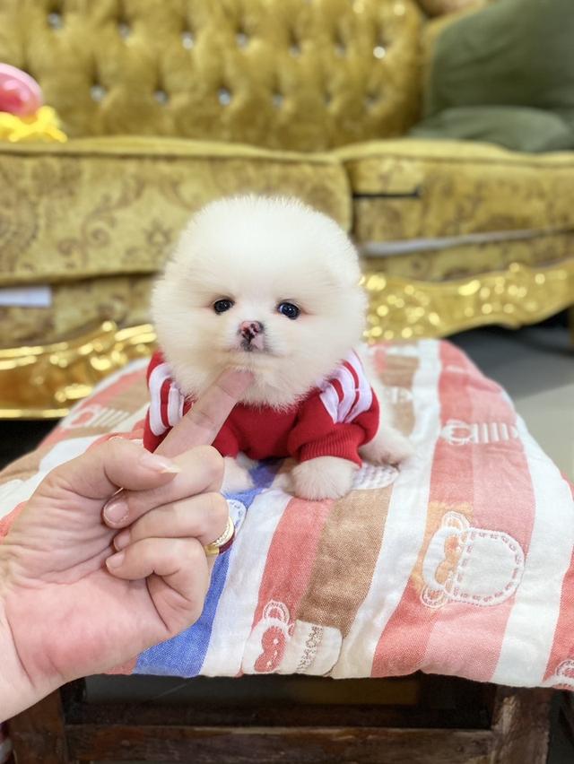 ลูกปอมแท้ จิ๋วๆ มินิ พร้อมย้ายบ้านค้าบ 4