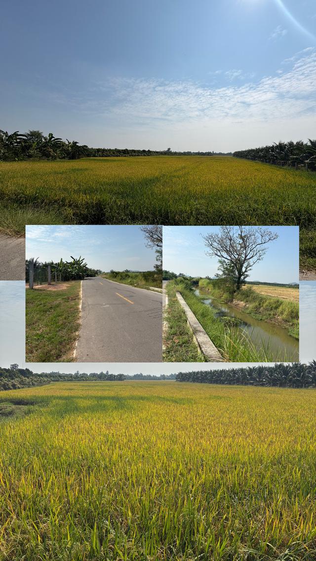 ที่ดิน 6 ไร่ 2 งาน (ติดถนน) ต.คูบัว อ.เมือง จ.ราชบุรี 1