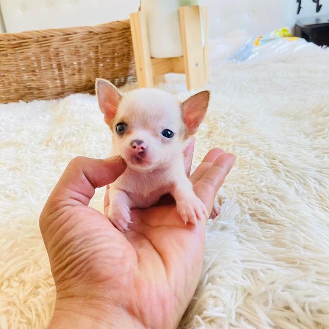 CHIHUAHUA 4