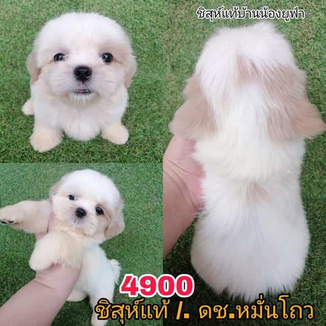 ด่วน!! ชิสุห์เเท้ 6900 ลดเหลือ เริ่มต้น 4000 สีขาวครีม สีหายาก ช.3 ญ 1  วัคซีน ถ่ายพยาธิเทสลำไส้ พร้อมย้าย รูปที่ 6