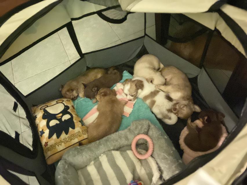 สุนัข ชิวาว่า ลูกน้อย รูปที่ 4