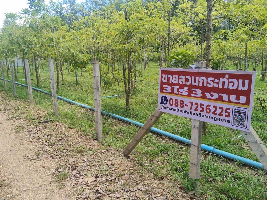ขายสวนกระท่อม 3 ไร่ 3งาน 50 ตารางวา ติดคลองธรรมชาติ 1