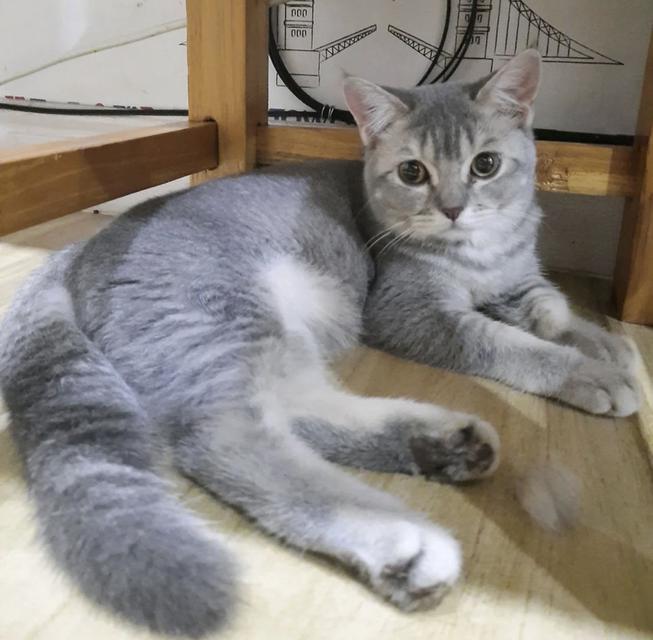 ลูกแมว Scottish Fold (ญ) 2