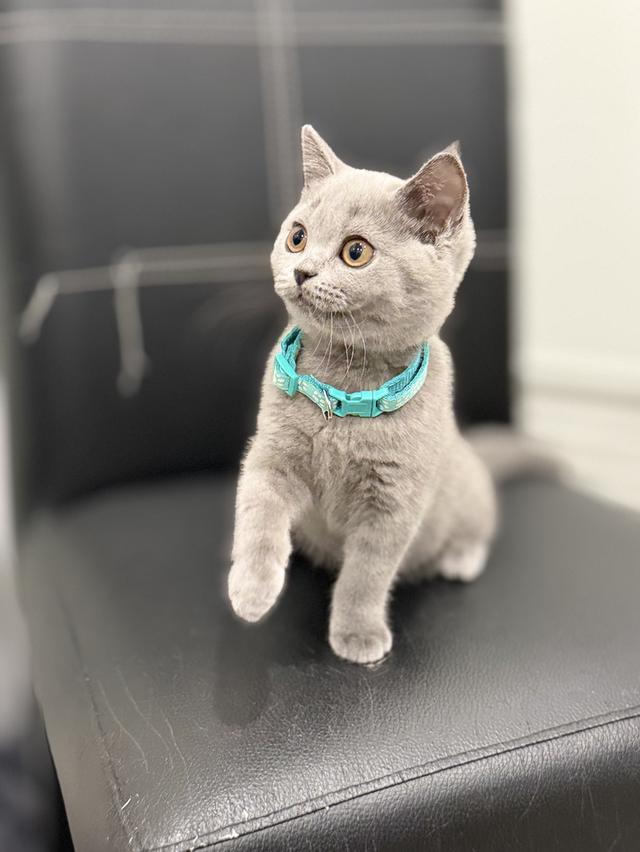 บริติช ช็อตแฮร์ สีบลู รูปที่ 4