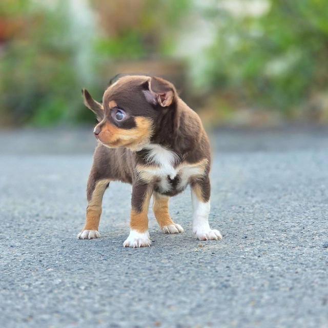 ชิวาวาสีช็อคเพศผู้ ขนสั้น รูปที่ 9