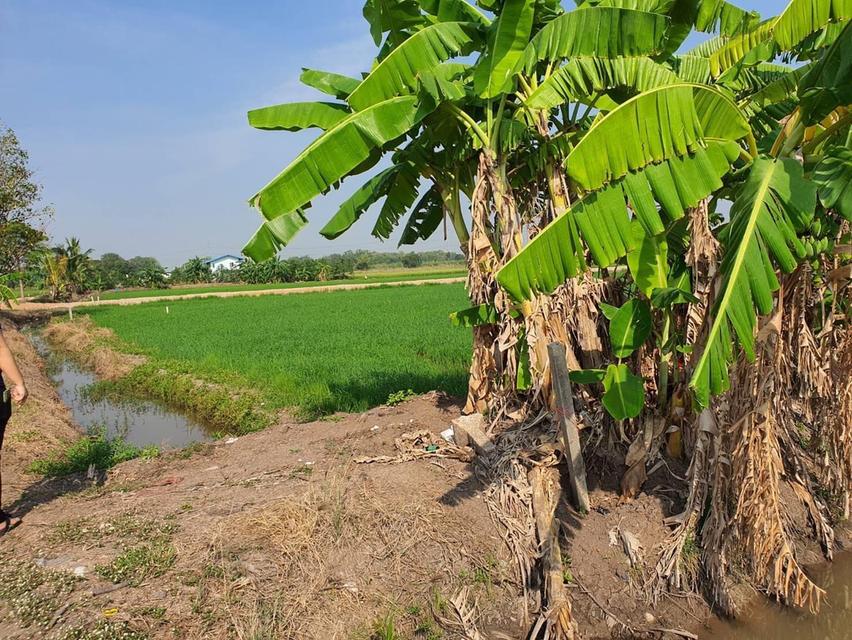 เจ้าของขายเอง ที่ดินคลองควายปทุมธานี