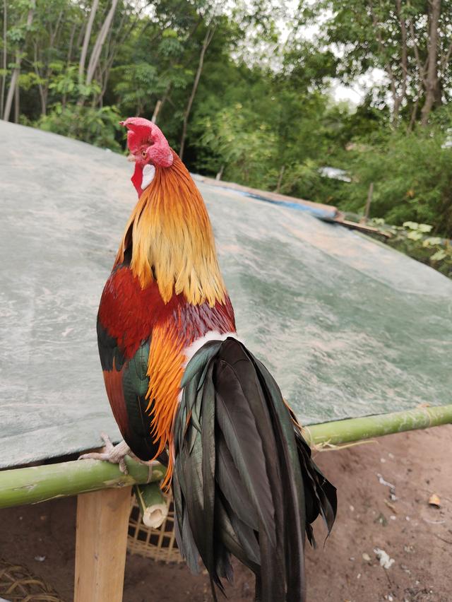 แบ่งไก่ต่อ หูขาว เต็มใบ รูปที่ 2