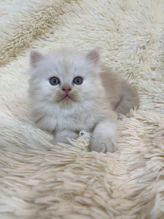 แมวเปอเซีย  ครีม เทา พ้อย