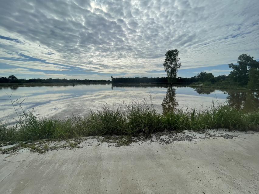 ขายที่นาพนมสารคาม 4 ไร่ หลังตลาดพนม ใกล้ถนนเส้น 3444 – 850 เมตร ใกล้ถนนเส้น 3481 – 1 กม. จ.ฉะเชิงเทรา 5