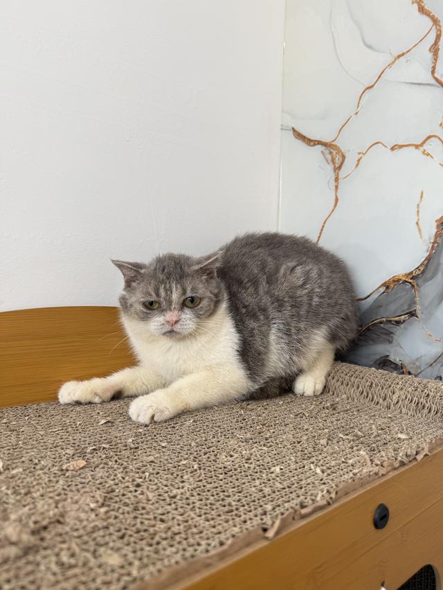 ลูกแมวพันธุ์สก๊อตติชแท้ รูปที่ 2