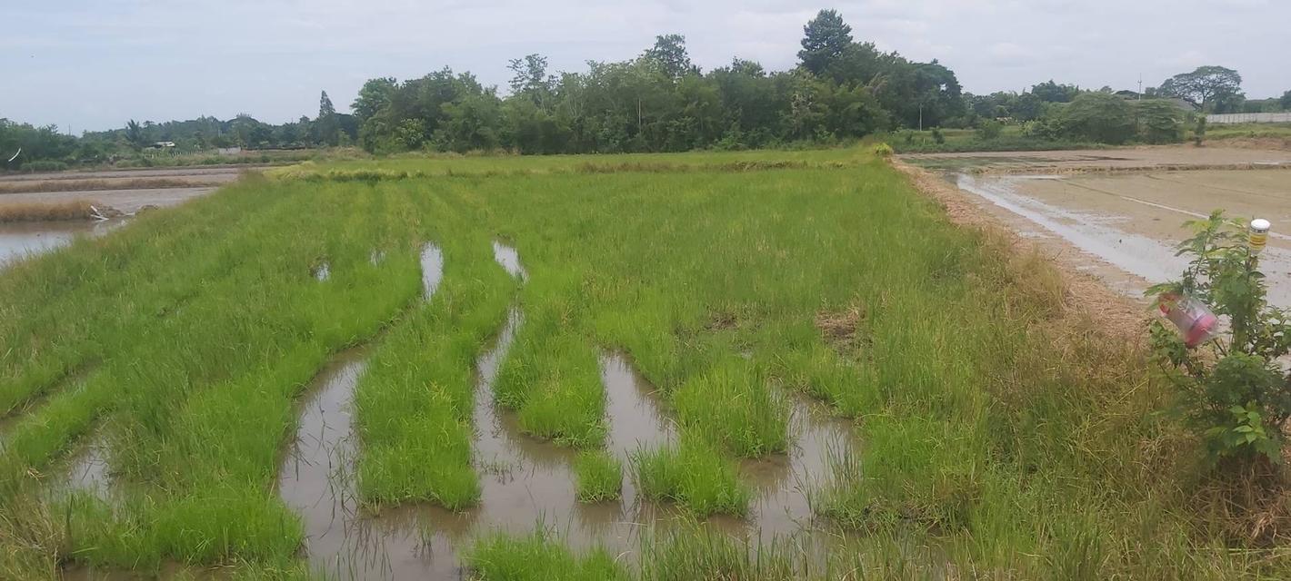 ที่ดินโซนพุทธมณฑลอีสานขอนแก่น 10
