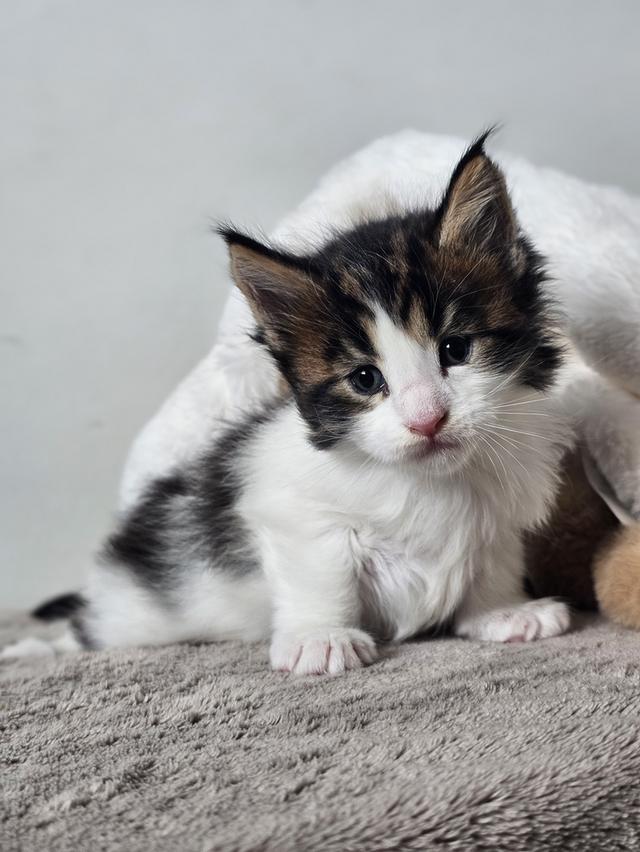 ลูกแมวเมนคูนแท้ เพศผู้ 5