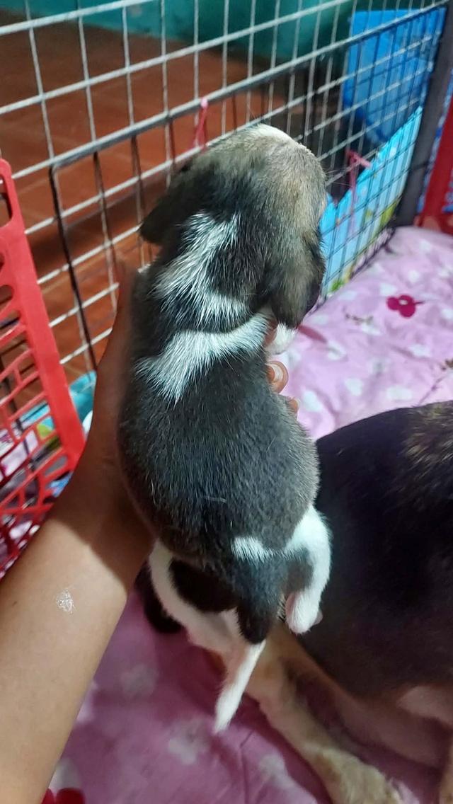 สุนัขบีเกิ้ลแท้ราชบุรี รูปที่ 2