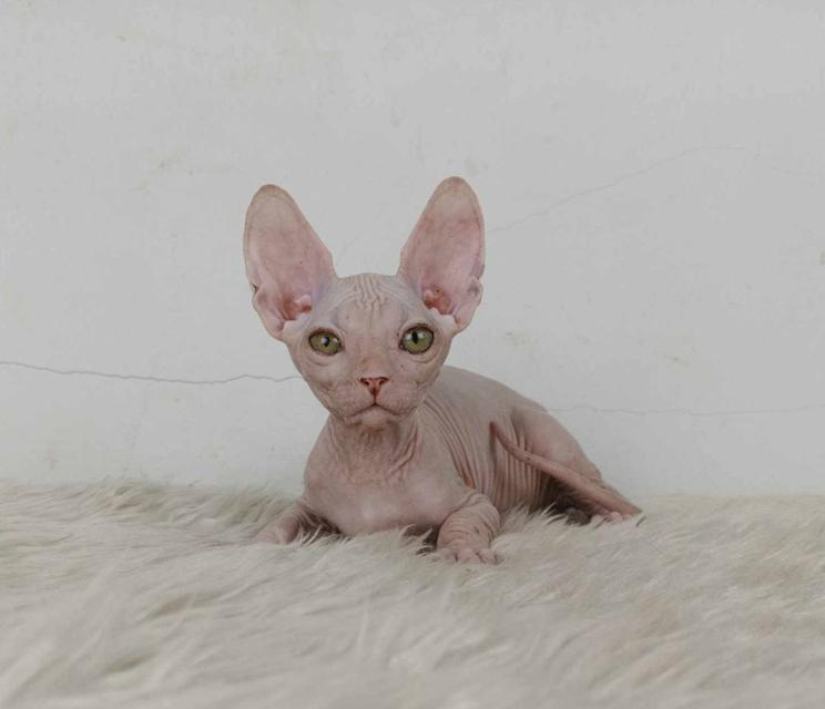 35.แมวสฟิงซ์/เพศผู้ หาบ้าน Sphynx Cat/Male looking for a new home 7