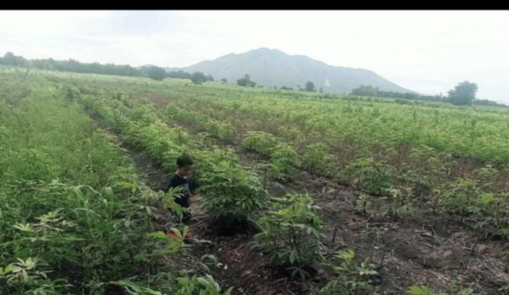 ขายที่ดินวิวองค์พระใหญ่เขาวงพระจันทร์ 2