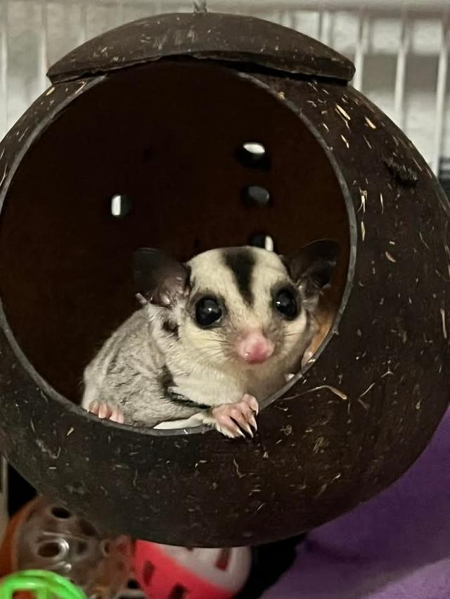 ส่งต่อ Sugar Glider  2