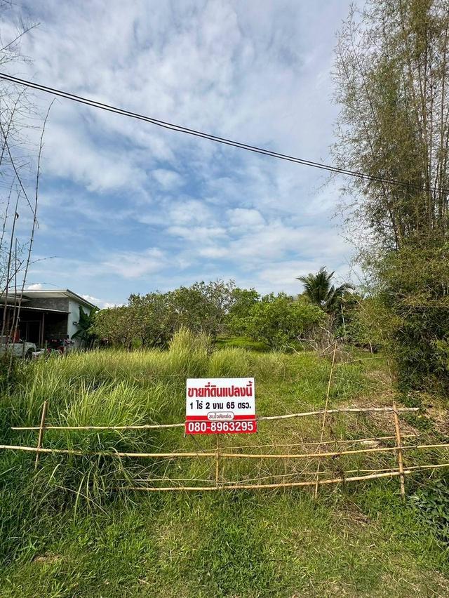 ที่ดินสวนลำไยแถวสารภี 2