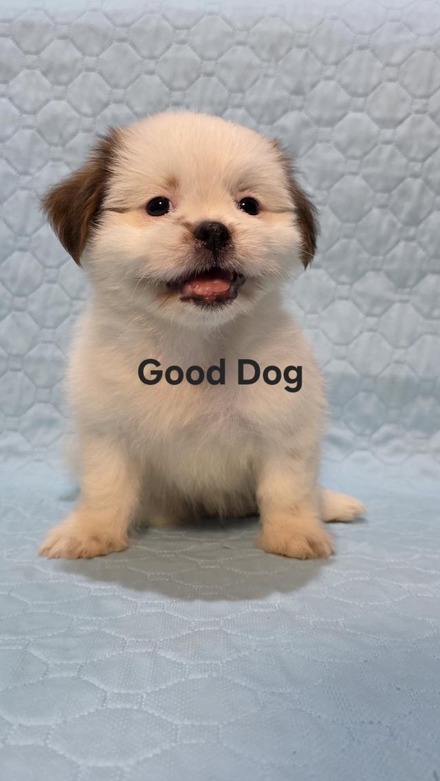 ลูกสุนัขชิสุแท้ (Good Dog) รูปที่ 5