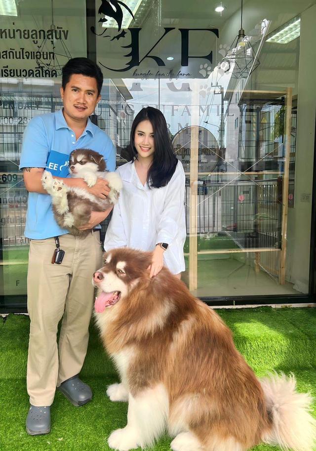 Alaskan Malamute แท้ 3