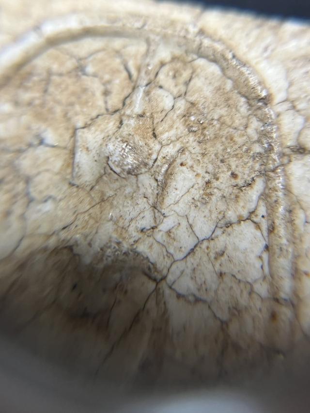 สมเด็จหูบายศรี ก้างปลา หลวงปู่ภู วัดอินทร์ สวยสมบูรณ์ ไม่หักไม่ซ่อม รูปที่ 7