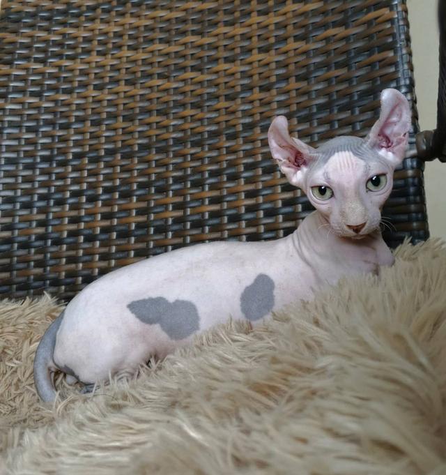 31.แมวดเวล/เพศผู้ Dwelf Cat/Male 8