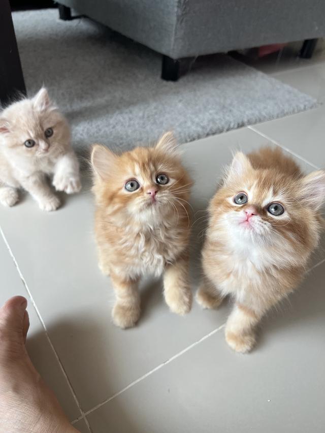 ลูกแมวเปอร์เซียแท้ แมวส้ม