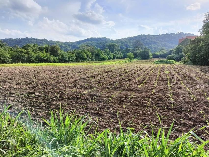 ที่ดินปากช่อง ต.พญาเย็น จ.นครราชสีมา 5