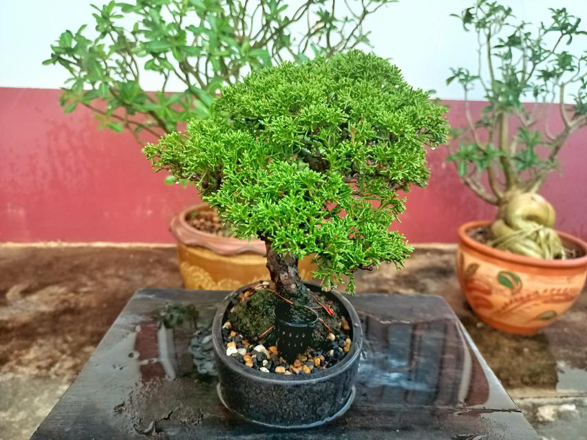 รูป Itoigawa shimpaku bonsai และ kade maple bonsai 3