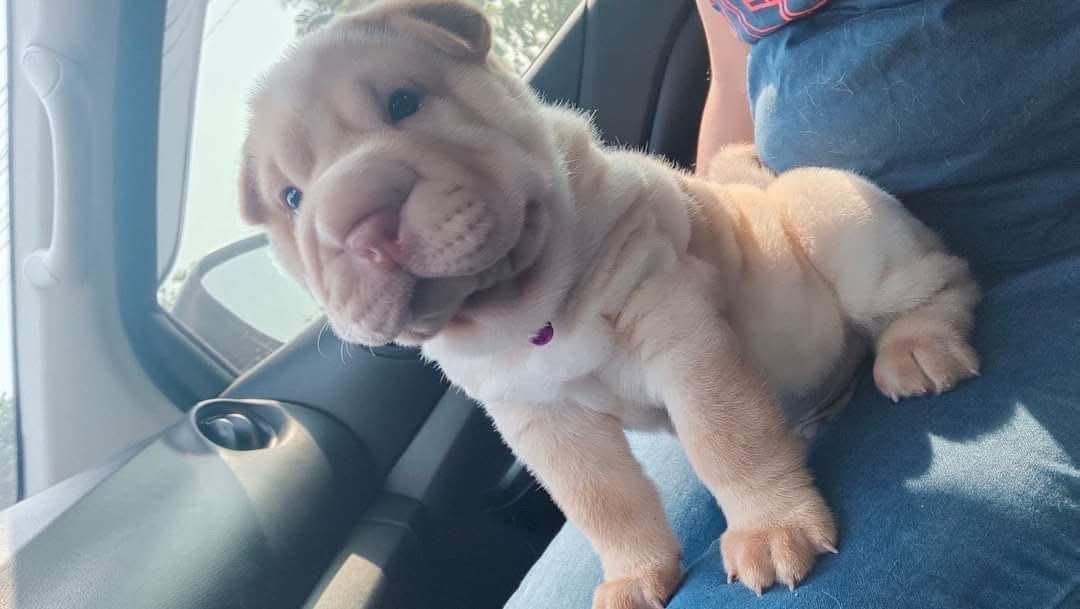 ขายราคาถูก สุนัข Shar Pei 