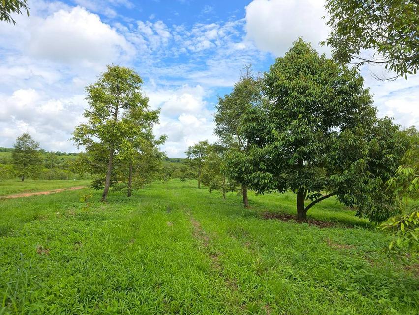 ขาย สวนเกษตร ฟาร์ม 914.75 ไร่ 6