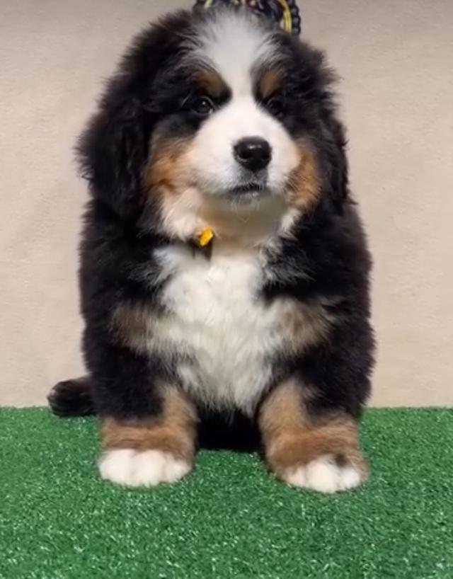 Bernese Mountain Dog ราคาถูก 2