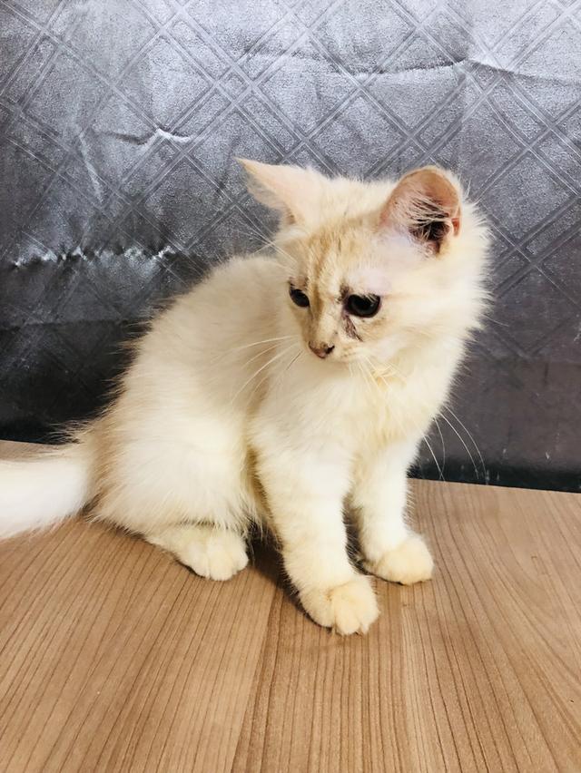 น้องแมวพันธุ์ หิมาลายันผสมชินชิล่า เพศผู้ 4