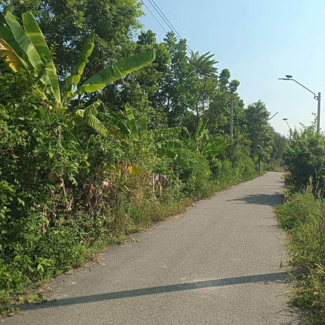 ที่ดินสวนผสมเกษตรอินทรีย์ 1 ไร่ 1 งาน 40 ตารางวา 2