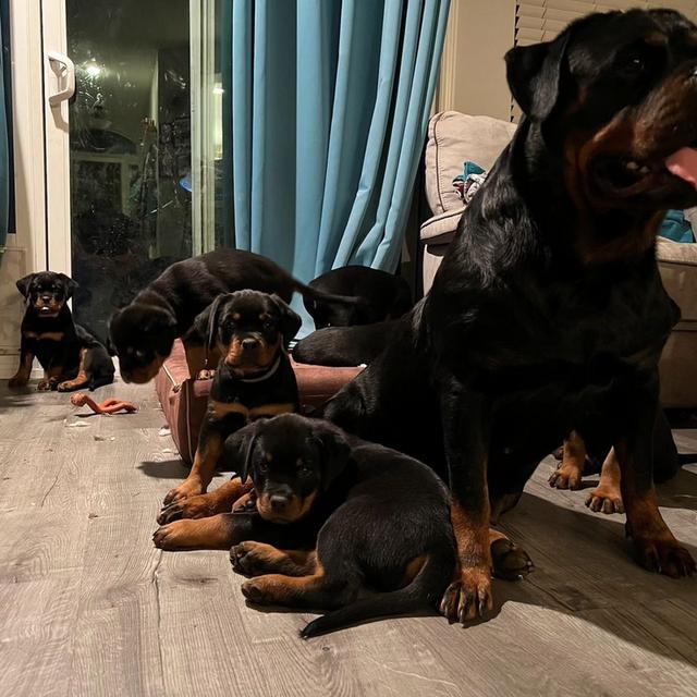 Rottweiler Puppies  WhatsApp me : +66 63 826 3042