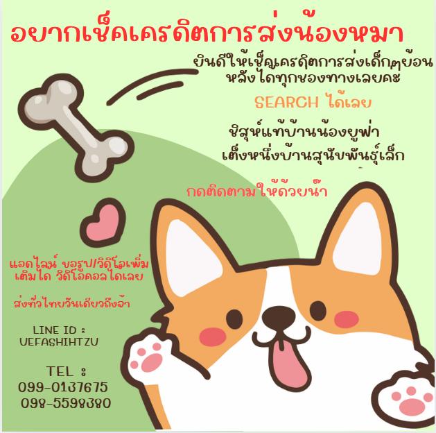 ด่วน!! ชิสุห์เเท้ 6900 ลดเหลือ เริ่มต้น 4000 สีขาวครีม สีหายาก ช.3 ญ 1  วัคซีน ถ่ายพยาธิเทสลำไส้ พร้อมย้าย รูปที่ 12