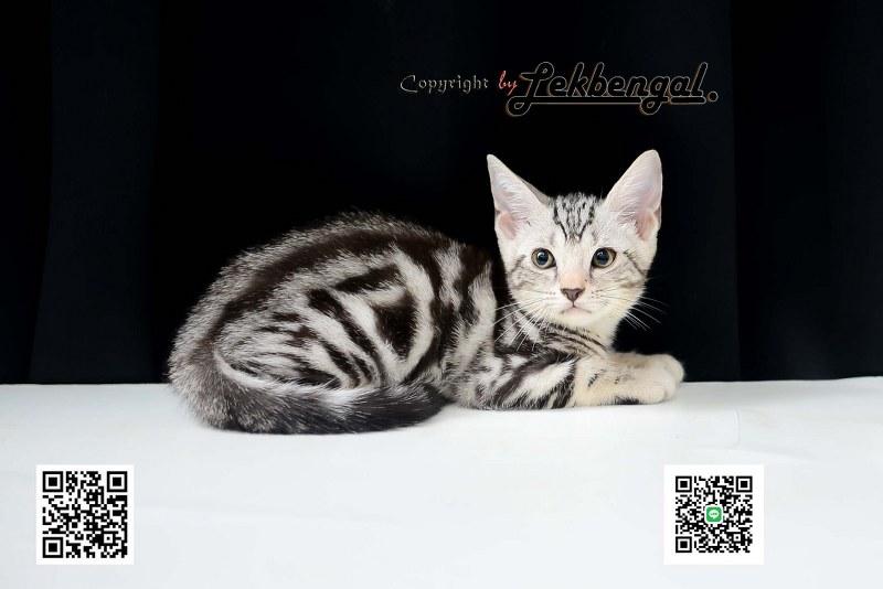 ขายลูกแมว อเมริกันชอตแฮร์ American Shorthair 