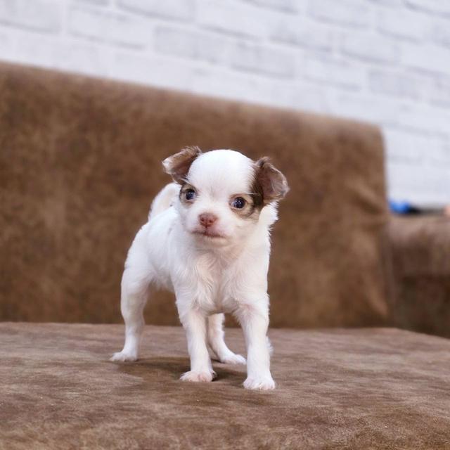 ชิวาวาแท้ ขนยาว เพศเมีย 6