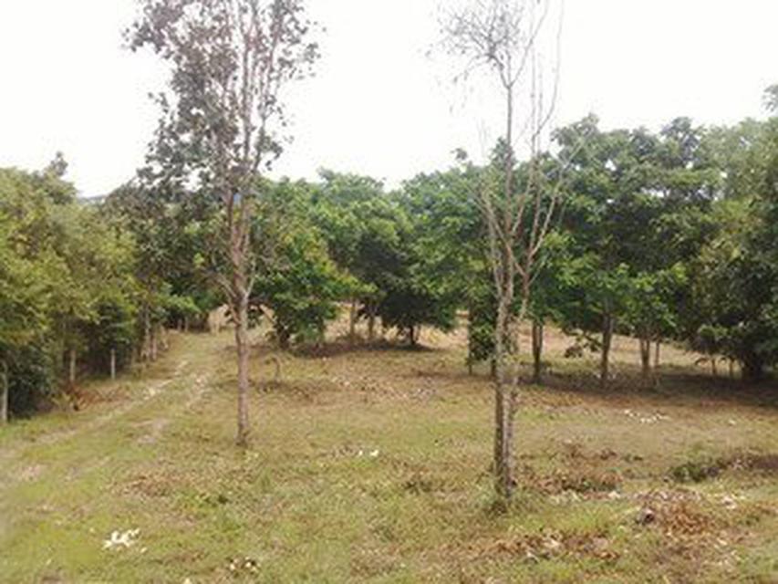 Land 933 sq.wah on the lower hill near sea  no sea view very greenery and peacefully Chumphon 1