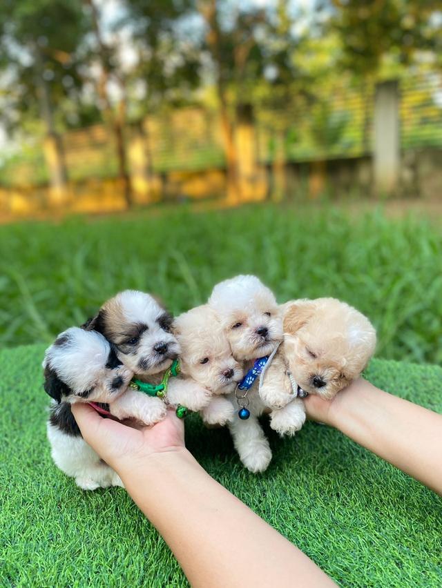ชิสุห์พุดเดิ้ล ไซส์เล็ก น่ารักมากๆ ช4 ญ1 รูปย่อยที่ 2