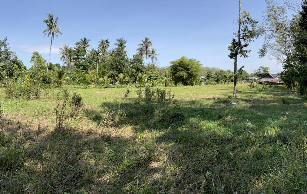 1 ไร่ 2 งาน 11 ตารางวา หน้าติดถนนสายหลัก หลังติดคลอง (บ้านหาร) 5