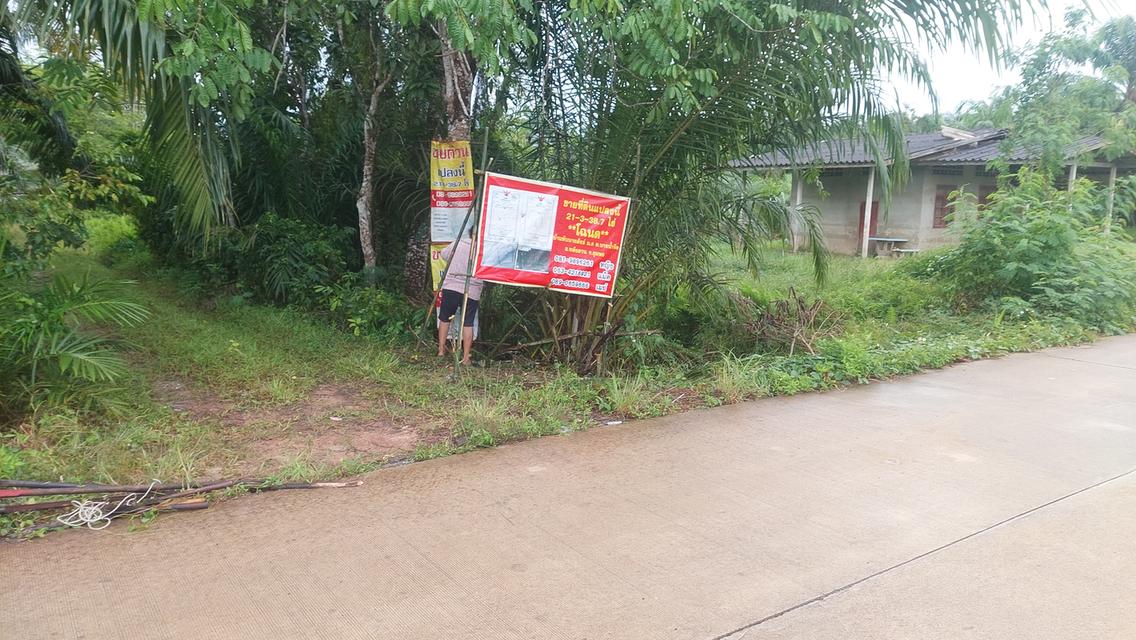 ที่ดิน สวนปาล์มน้ำมัน อ.หลังสวน จ.ชุมพร 17