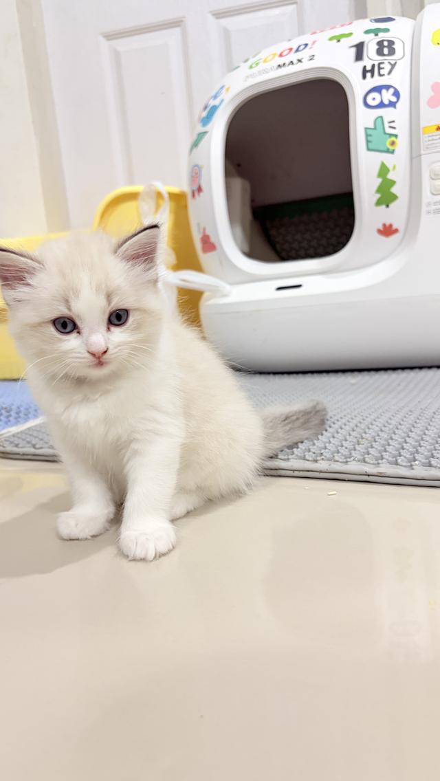 แมวสายพันธุ์Ragdoll  ผู้หญิง 40,000 บาท  ตรวจสุขภาพก่อนย้ายบ้าน  มีใขเพ็ด WCF  ทำวัคซีนแล้ว รูปที่ 4