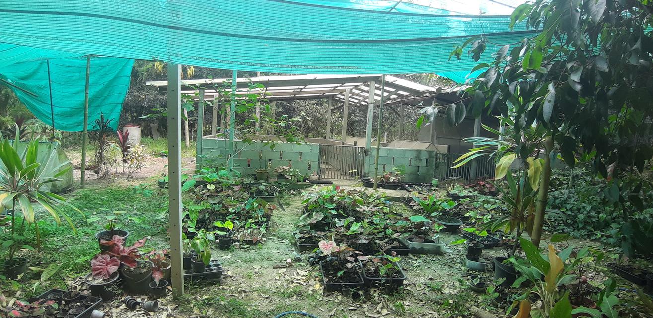 บ้านพร้อมที่ดินสวนขนุน โดมปลูกต้นพลู และบ่อเลี้ยงปลาขนาดใหญ่ 14