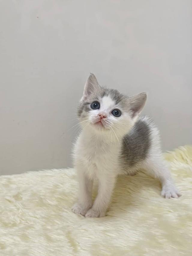 แมว อเมริกันเคิล น้องแมวหูบิน 13