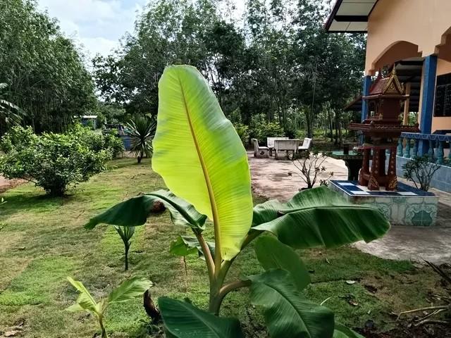บ้านสวนพร้อมสวนยางพารา สร้างรายได้ทุกเดือน บนพื้นที่เกือบ 9 ไร่ จังหวัดระยอง ตำบลบ้านนา อำเภอแกลง จังหวัดระยอง 6
