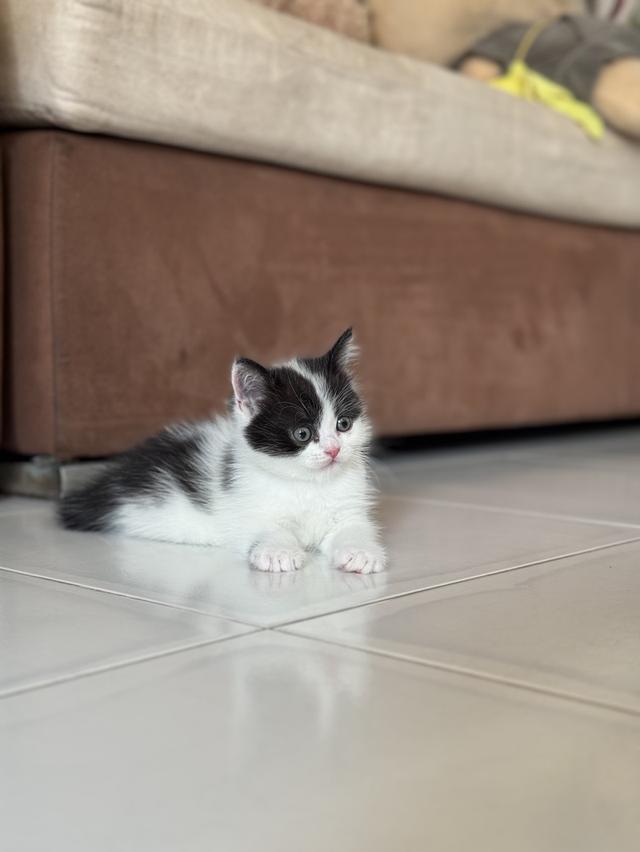 ลูกแมวสายพันธุ์สก็อตติชโฟลด์ รูปที่ 3