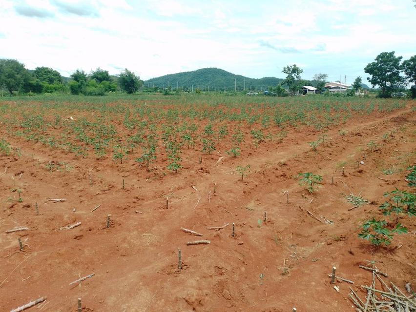 ที่ดินว่างเปล่า เนื้อที่ 5 ไร่ 1