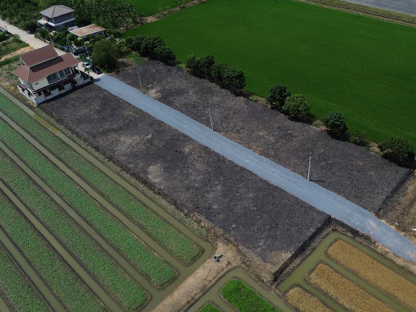 ที่ดินแบ่งขาย ทำเลทอง ทวีวัฒนา-ไทรน้อย นนทบุรี เนื้อที่แปลงละ 100 ตารางวา 2