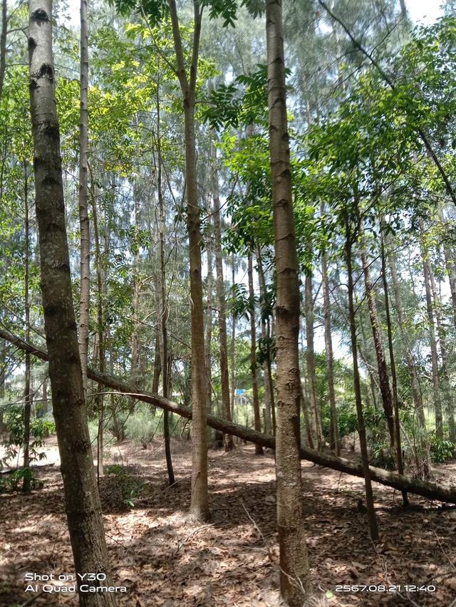 sale!!!!!: 9-rai (plot of land)Land with Teak Trees 6